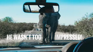 A Scary Road Block In The Kruger National Park!