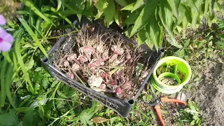 Цветы. Посадила луковицы. #тюльпаны #нарциссы #геоцинты