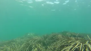 Posidonia infectada. Villaricos