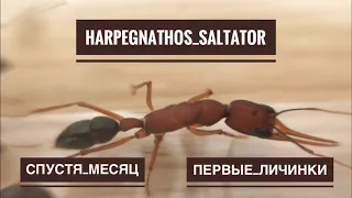 Harpegnathos saltator спустя месяц после заселения. Первые личинки и кокон.