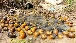 amazing fishing! a fisherman skill catch a lots of snail and crabs by hand in rainy season today