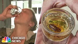 Cicada-infused SHOTS of Malört served at Chicago-area brewery