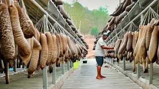 How to Harvest Millions of Sea Cucumbers - Incredible Sea Cucumber Processing Process in Factory