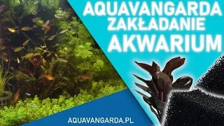 Jak założyć akwarium według Aquavangardy?