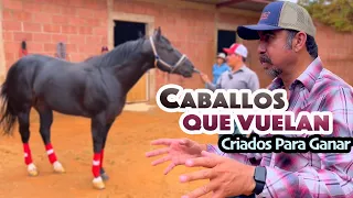 🐴 🐴🐴 El arte de  CUIDAR CABALLOS DE CARRERAS un apasionante trabajo