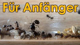 Ameisenhaltung