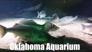 Oklahoma Aquarium In Tulsa, OK