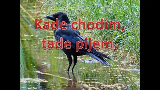 Kade chodím, tade pijem, Slovenská Ľudová pieseň. Ako rdeón klikni pre Odber. Popis a text, nižšie.