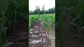 şırlama ile mısır sulama #corn #farm #сельское хозяйство