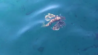 Egypt. Snorkeling with fish in the Red sea at Sharm-El-Sheikh.А теперь за рыбами!Рифы Красного моря.