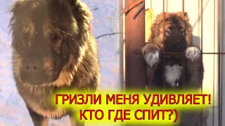 Где спит Гризли и куда дел Руту! Кавказская овчарка