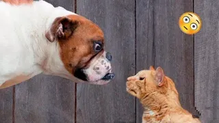 funniest animals 2024 😍 new funny cats and dogs 😺🐶 part 29