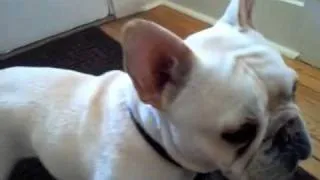 Sassy Frenchie Quigley Hello Video