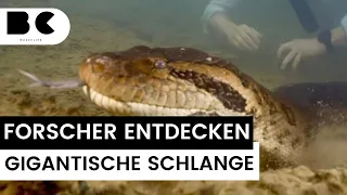 Forscher entdecken größte Schlangen-Art der Welt (+7m)