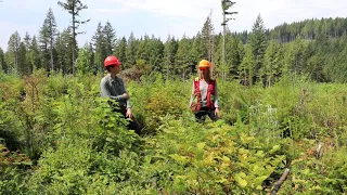 Forest Regeneration 4 Years After a Clearcut