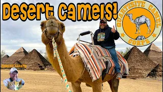 My Camel Gets Good MPG, 75 People In My RV - Why Is It ROCKING!?