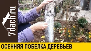 Осенняя побелка деревьев - 7 дач