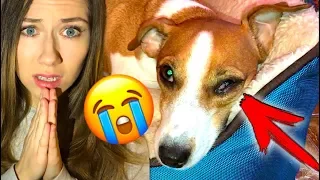 НА УТРО СТАЛО ХУЖЕ ЕДЕМ К ВЕТЕРИНАРУ БОЛИТ ГЛАЗ У ДЖИНЫ | Elli Di Pets