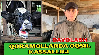 Qoramollarda OQSIL Kasalligini DAVOLASH || @ChorvaVET