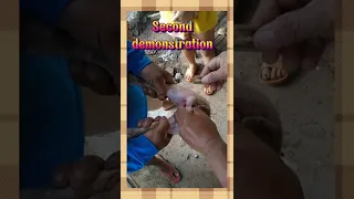 Piglet Castration