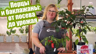 Шпаргалка по выращиванию перцев и баклажанов! Краткая инструкция от посева до урожая