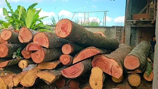 Kayu Wadang Merah Berusia 50 Tahun Yang Berharga Sangat Mahal Digergaji Balok 4x6