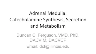 Adrenal Medulla Physiology:  Catecholamine Synthesis, Secretion and Metabolism