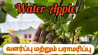 How to grow Water Apple Plant/Water Apple வளர்ப்பு மற்றும் பராமரிப்பு