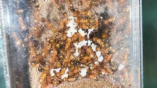 Full Tetramorium Bicarinatum Update Start 2023