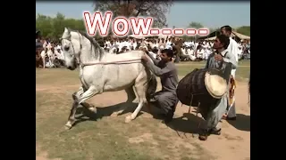 Best horse dance in pakistan No.32