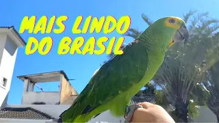 Existe PAPAGAIO mais LINDO do Brasil 😍😍? - OLHA como ele CORREU