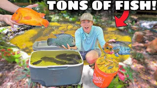 Stocking My BACKYARD POND With Tons of EXOTIC FISH!