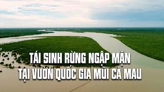 Tái sinh rừng ngập mặn tại Vườn Quốc gia Mũi Cà Mau | VTV24