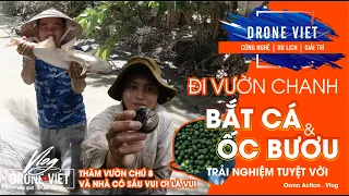 🔴 Drone Việt đi VƯỜN CHANH & BẮT ỐC BƯƠU với CÁ vui quá vui