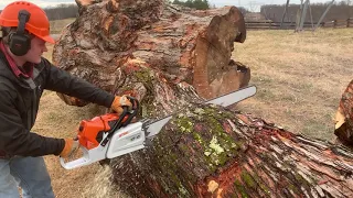 Most Powerful Production Chainsaw in the World Stihl MS 881 - We Bought One - This is What We Think