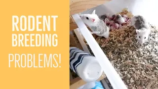 How to Breed Rodents - My problems with breeding rats and ASFs