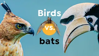 How an Eagle Lures a Fruit-eater into Bat Hunting I Nature is Brutal