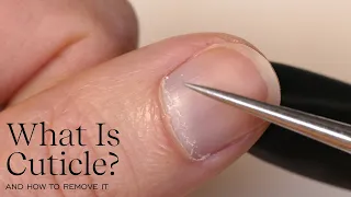 What Is Cuticle?