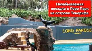 Испания! Один из лучших зоопарков Европы! Наша поездка в Лоро парк на Тенерифе.