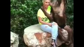 Chimpanzee Romance