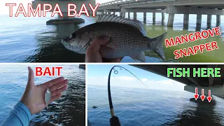 Mangrove Snapper in Tampa Bay | South Florida Saltwater Bridge Fishing