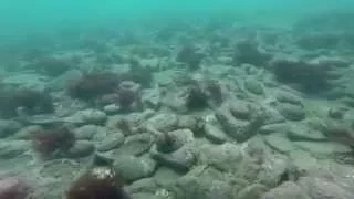 Amazing Paua (Abalone) Diving New Zealand