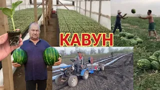 Вирощування КАВУНІВ. Як отримати супер врожай Кавуна