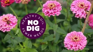 Flowers no dig for summer, tips on planting and care