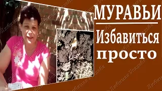 Как избавиться от муравьев в огороде   Самый  надежный и эффективный способ