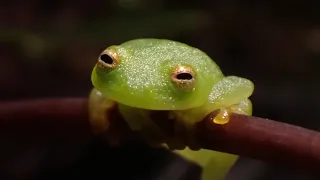 ついにエサを食べるグミガエル