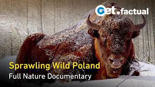 Wild Poland - Europe's Nature Reserve - Full Nature Documentary