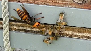 Giant Hornets vs. honey bees. differences between WESTERN BEE and JAPANESE BEE.