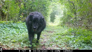 Backyard Trail Cam Video, Path Cam, May to July 2023