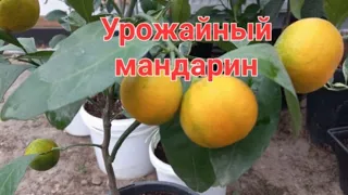 Мандарин Ковано Васе - урожайный сорт.